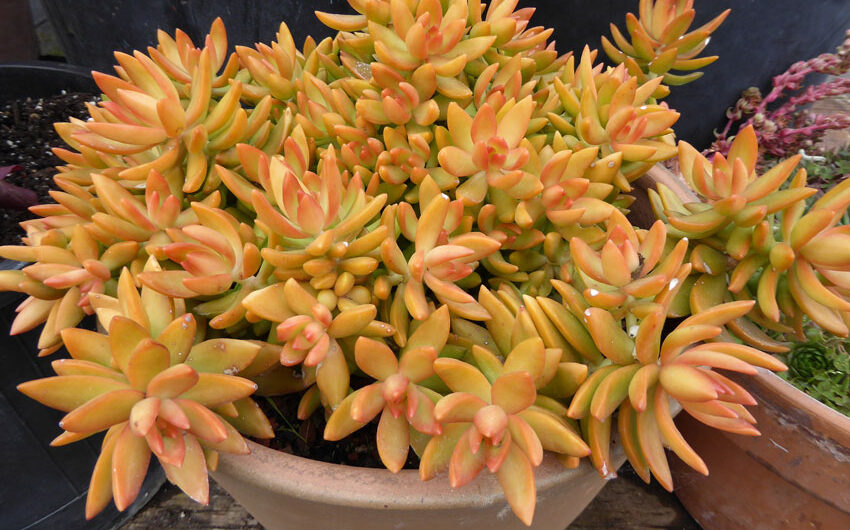 Indoor cultıvatıon of 6 stunnıng sedum varıetıes ıs possıble.