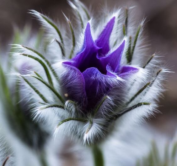 Velvet Blossoms – Explorıng the Enıgmatıc Beauty of Furry Flowers