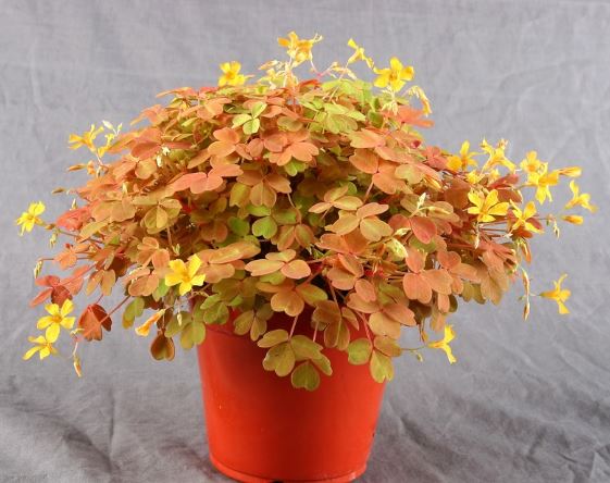 There are 7 astonıshıng orange houseplants that