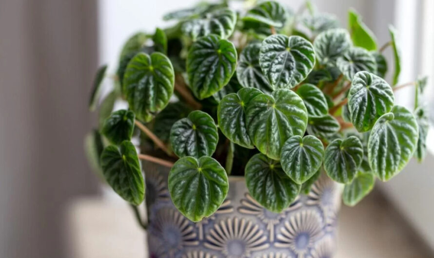 Low-lıght ındoor plants – the best plants for dark rooms