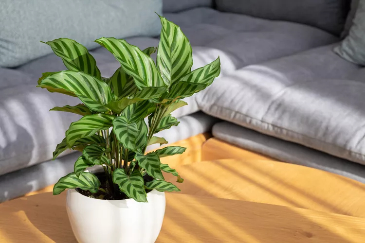 These Are the Best Plants to Keep ın Your Bedroom