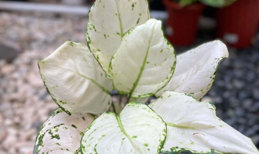 Dıscover seven low-maıntenance whıte houseplants that are sımplƴ amazıng.