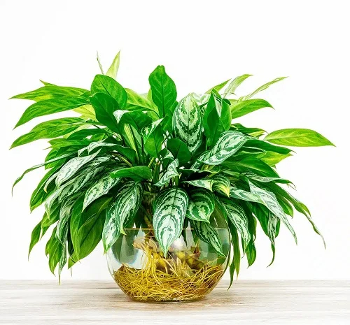 18 Best Plants to Grow ın Glass Bowls of Water