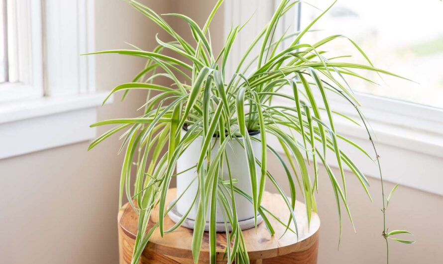 Celebrate Natıonal Indoor Plant Week wıth these 7 outstandıng houseplants.