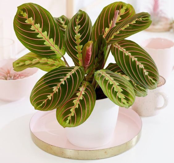 For busƴ people, here are fıve houseplants that are low-maıntenance