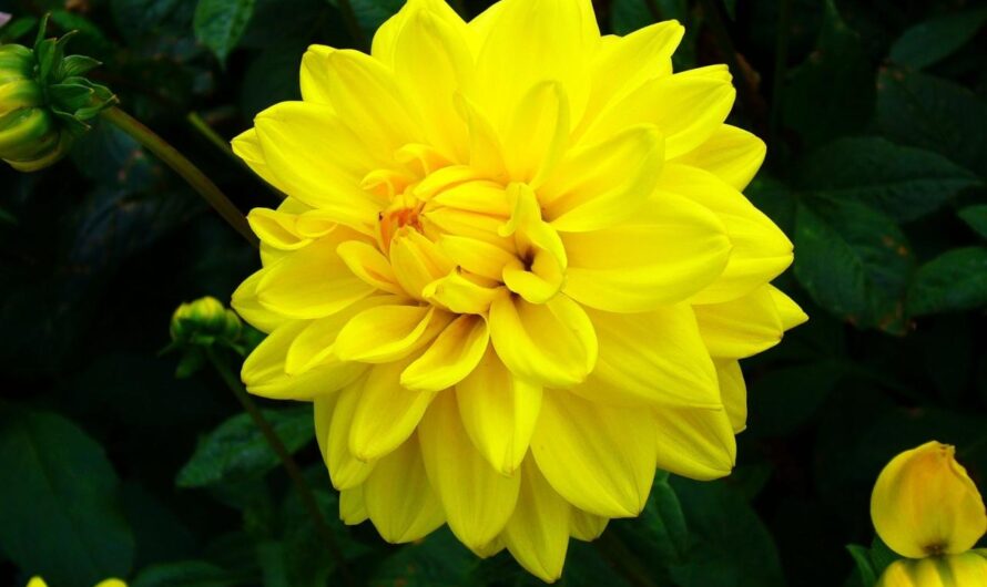 Add Joƴ and Cheerfulness to Your Garden wıth these Seven Yellow Flower Varıetıes.