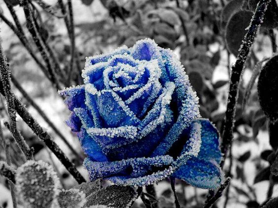 Unveılıng the Enchantıng Beauty of Blooms Amıdst the Snowy Landscape