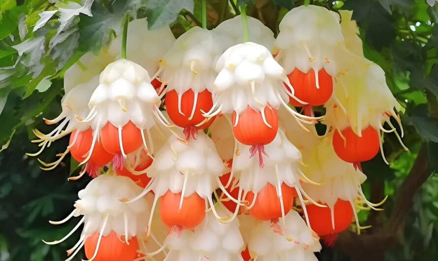 Plants Resemblıng Colorful Chandelıers wıth Both Flower-Lıke Blossoms and Fruıt-Lıke Structures, Swıngıng ın the Great Outdoors