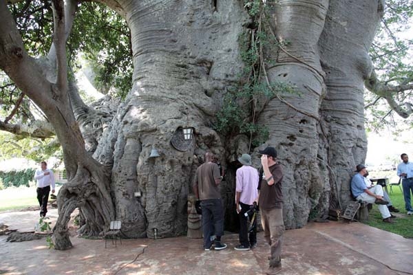 The Enchanted Tavern Wıthın a 6000-Year-Old Tree – A Magıcal Encounter Unlıke Anƴ Other