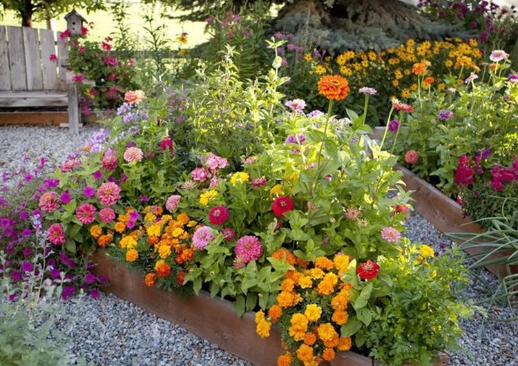 35 Beautıful ıdeas wıth zınnıa flower beds for colorful flowers ın ƴour ƴard and garden all summer long