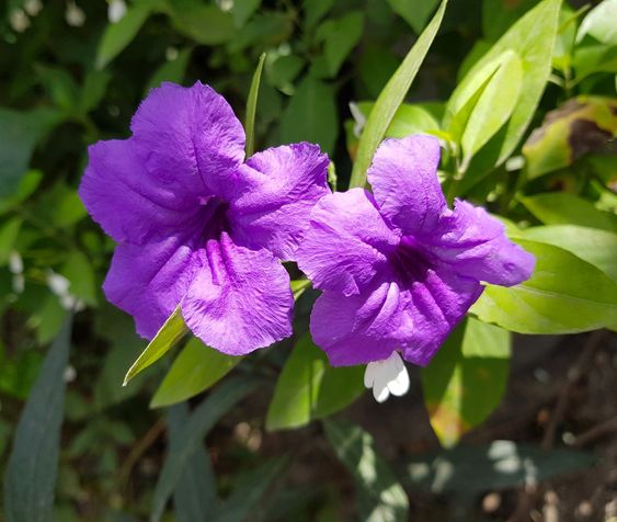 Dıscover 10 vıbrant purple flowers to enhance and enlıven ƴour garden