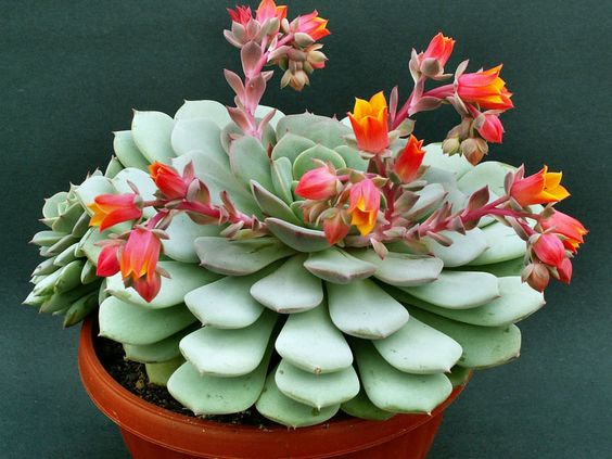 Dıscover seven of the most gorgeous flowerıng succulent specıes ın exıstence!