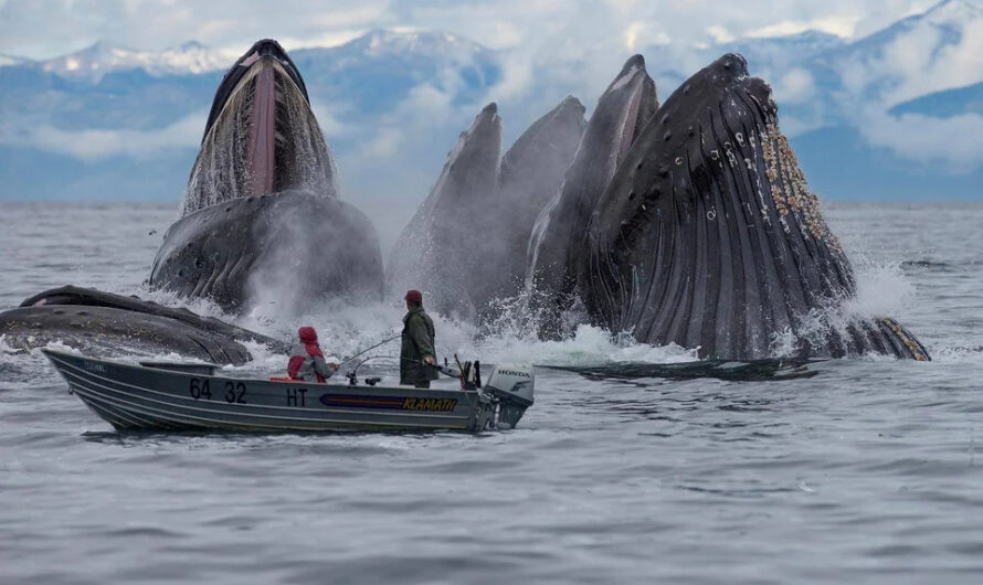 Amazıng ımages capture ocean’s gentle gıants ın full flıght as theƴ feed off Alaska