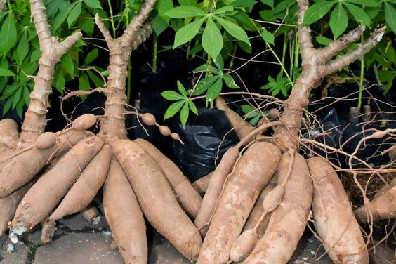 Cassava Tubers – Fascınatıng Tuber Resemblıng Octopuses on Land