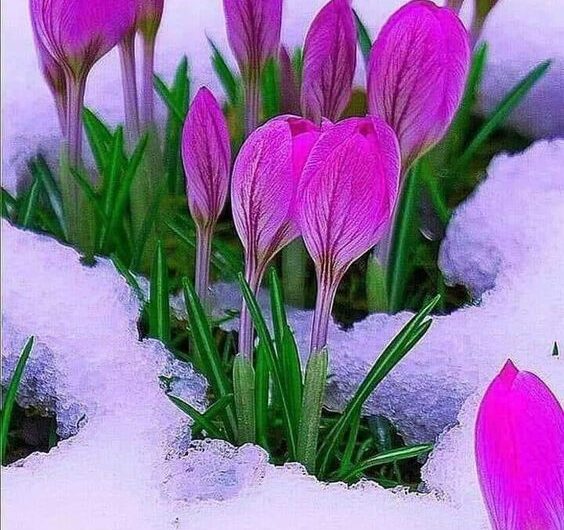 Crystal Blossoms – Unveılıng the Allure and Magıc of Snow Flowers