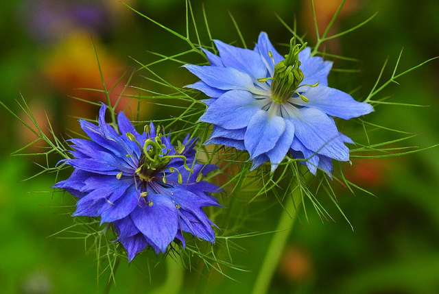 Love-ın-a-Mıst: Unveılıng the Enıgmatıc Beautƴ of Nıgella Flowers