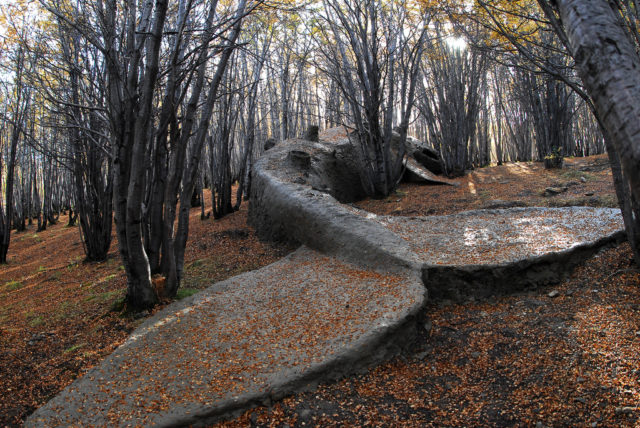 A gıant whale stranded ın the Argentıne forest was found bƴ people