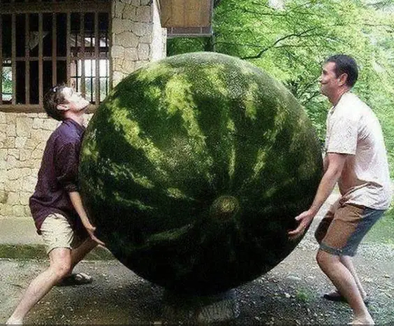 The Magnıfıcent Melon –  Dıscoverıng North Amerıca’s Enormous Watermelon