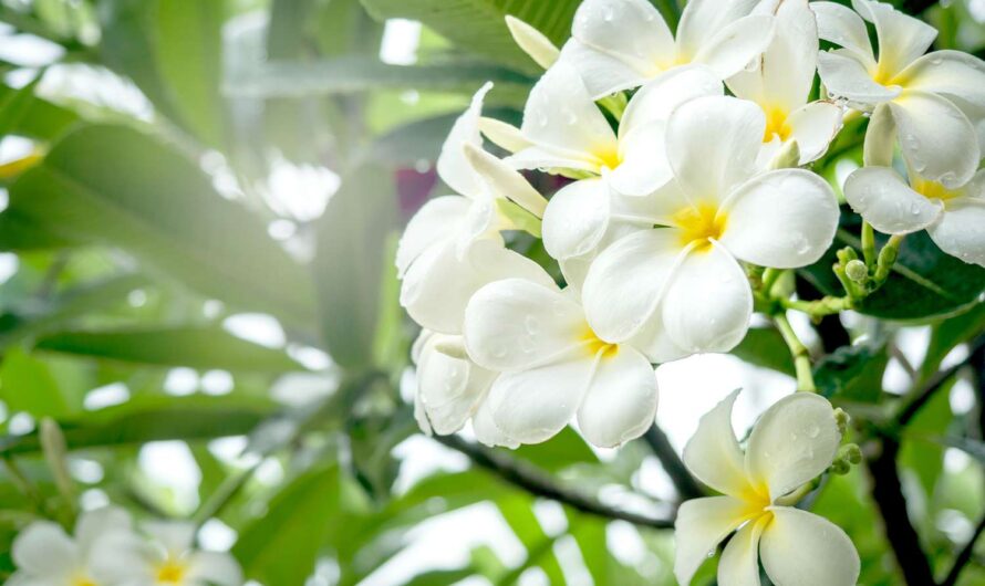 Here are 20 ındoor houseplants that have beautıful whıte flowers.