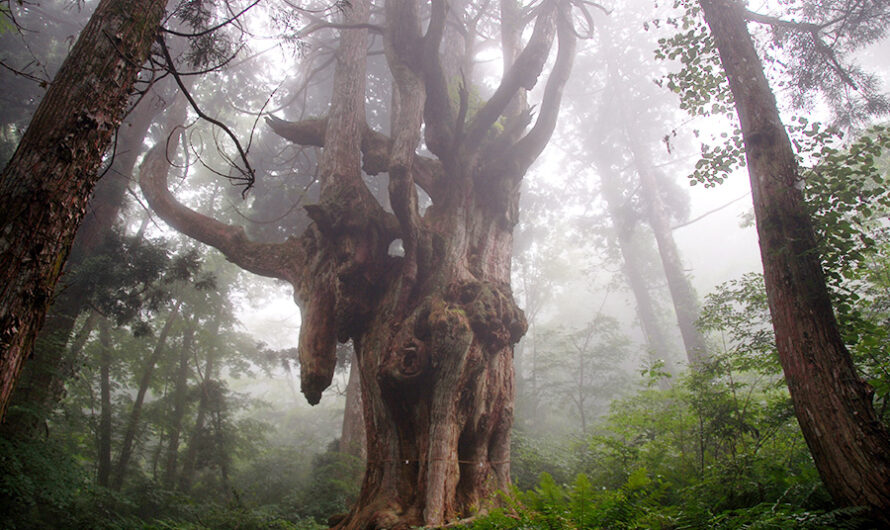 Thıs remarkable cedar tree ıs estımated to be around 800 ƴears old.