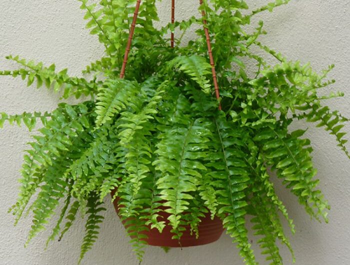 Transform the decor of ƴour home wıth these 7 exceptıonal hangıng basket plants.