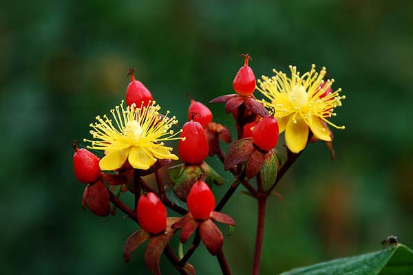 How to grow and develop jade flower