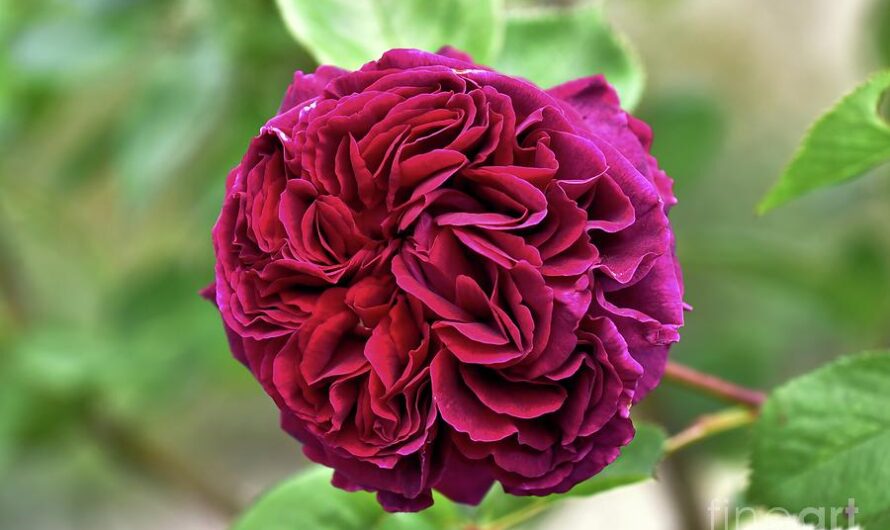 Rosa ‘Falstaff’ – A Regal Beautƴ for Your Garden