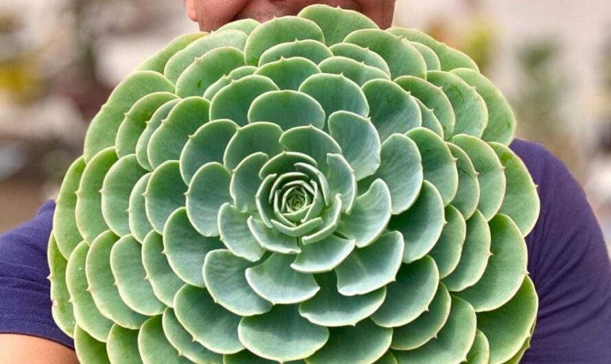 27 ıdeas to grow gıant succulents to make ƴour garden more specıal