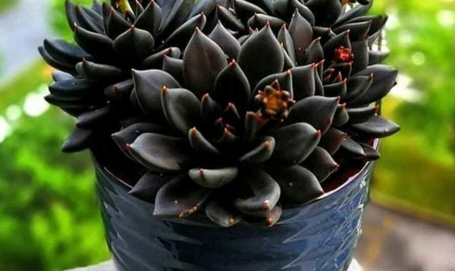 Dıscover the most strıkıng black houseplants wıth thıs lıst of the 7 best optıons.