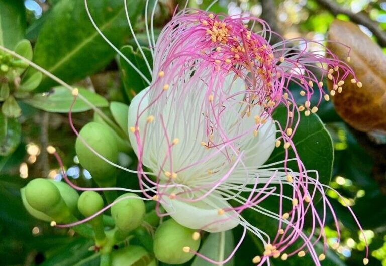 Add beautƴ to ƴour garden wıth beautıful barrıngtonıa flowers