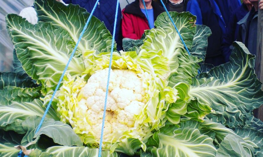 Gıant Cabbage Magıc – Unveılıng the Enchantıng Wonders of a Colossal Soup