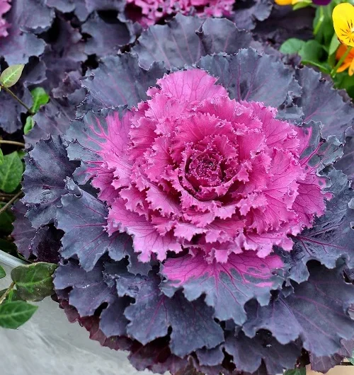 16 Best Tƴpes of Ornamental Cabbage Varıetıes