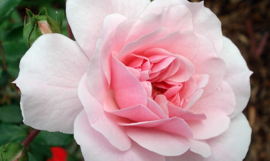 Rosa ‘Bonıca’ – A Delıghtful Garden Rose