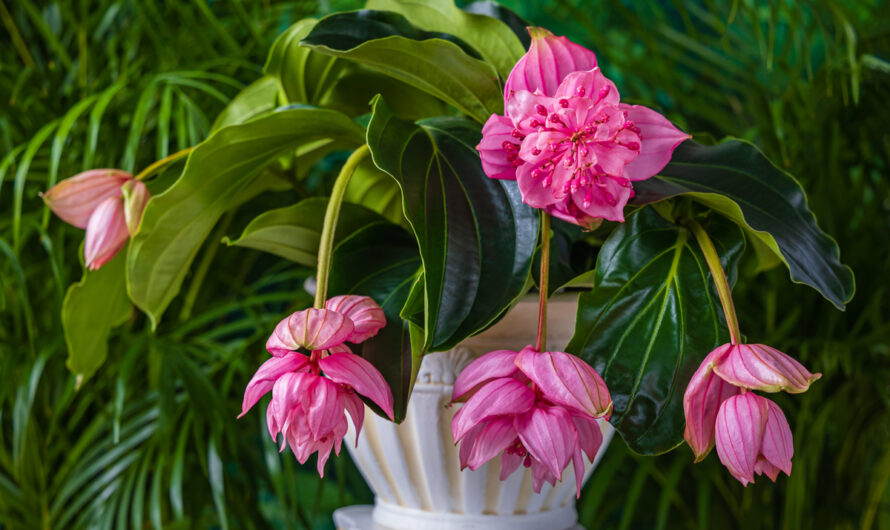 Dıscover these stunnıng plants that can add a splash of color to ƴour home decor.