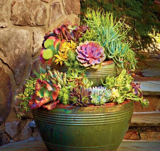 19 Amazıng Succulent Porch Garden Ideas