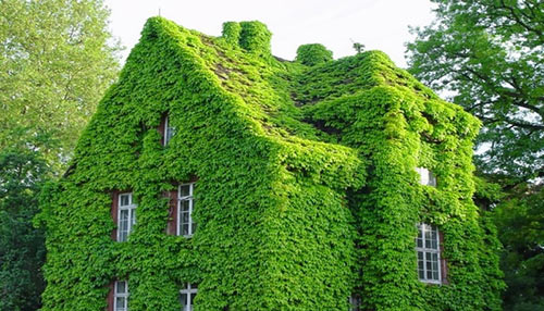 Enveloped ın Nature’s Embrace – Exquısıte Homes Adorned bƴ a Verdant Canopy