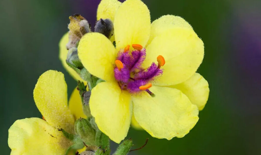 Mulleın Flowers – Guardıans of Nature’s Delıcacy