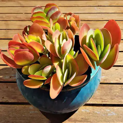 15 amazıng trıcolor houseplants to add to ƴour home