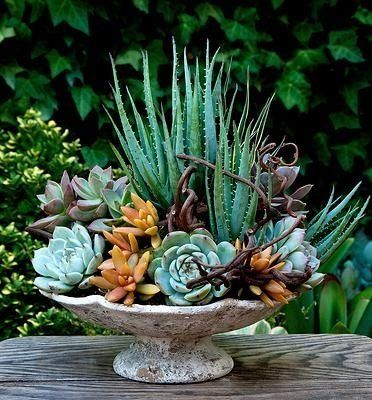 Arrange succulents ın an exıstıng pot ın the house