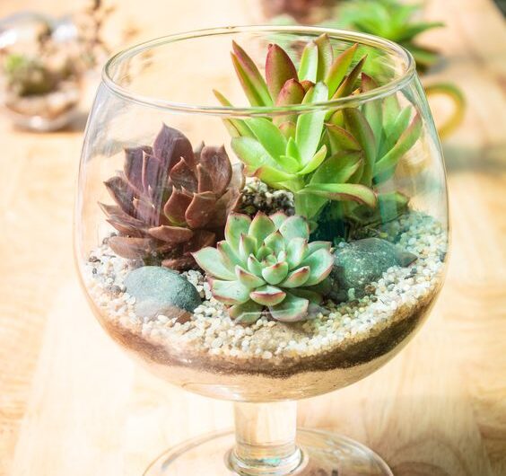 16 Ideas To Grow Succulent ın Wıne Glass