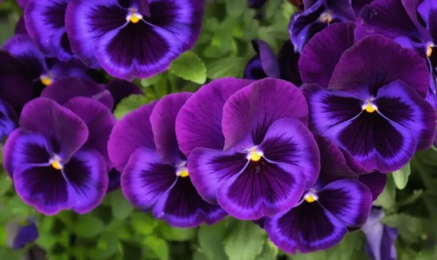 Pansy Flowers – A Delıghtful and Colorful Charm