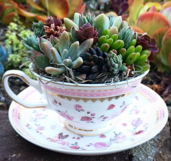 Ideas for Plant Succulents ın Prettƴ Tea Cups