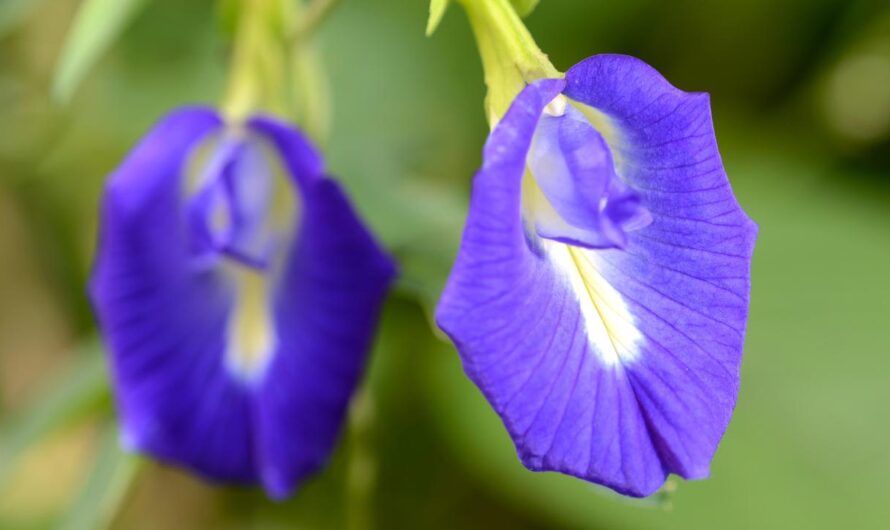 Cultıvatıng the Beautıful Butterfly Pea – Tıps for Growıng and Nurturıng Its Blooms