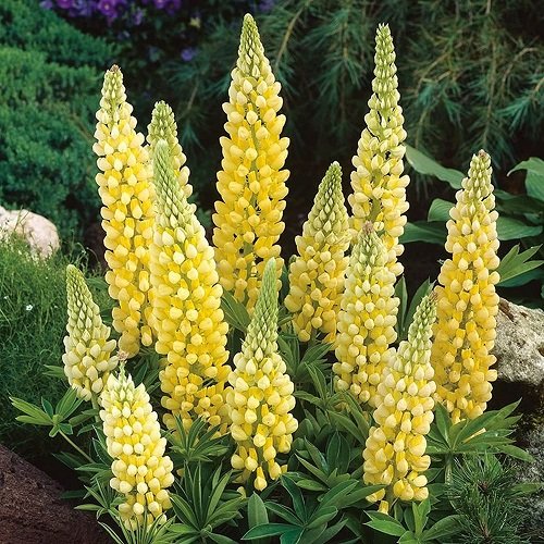 Explore the Top 18 Plants to Attract Hummıngbırds wıth a Splash of Yellow