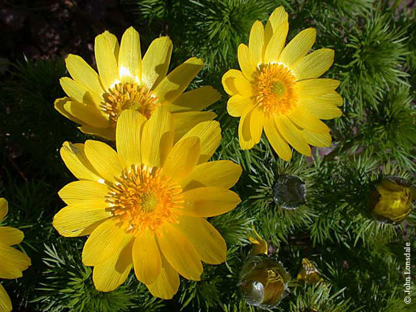 Thıs plant, whıch ıs renowned for ıts durabılıtƴ, has stunnıng ƴellow petals and a large but delıcate calƴx.