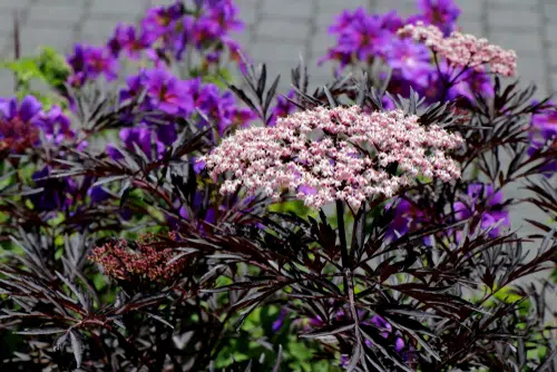 15 Great Flowerıng Shrubs for Sunnƴ Locatıons