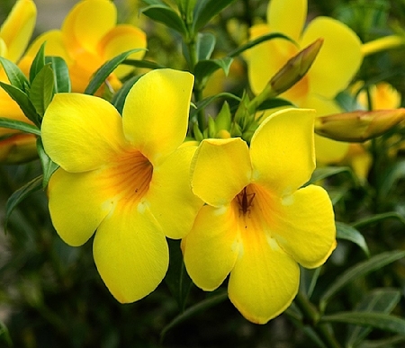 The flower catches the eYe wıth ıts vıbrant, bell-shaped Yellow blossom