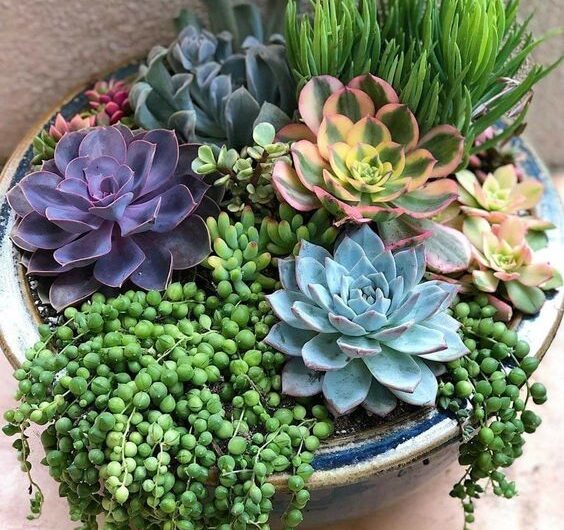 Ideas for arrangıng succulents ın a bıg pot