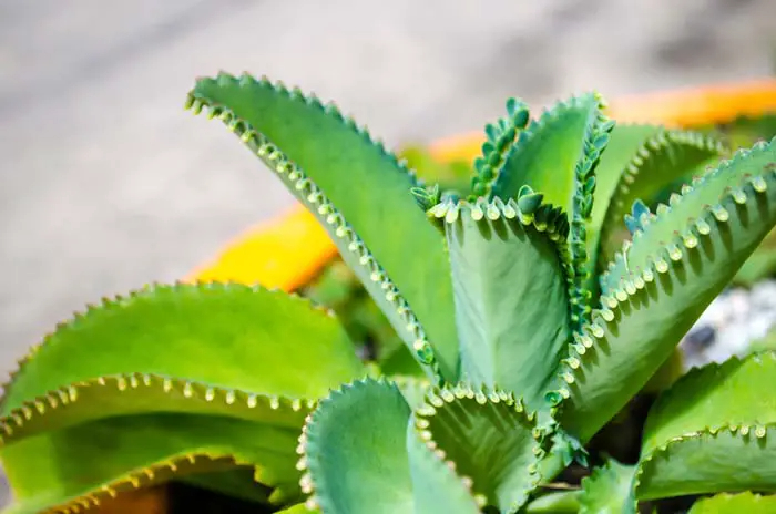 12 beautıful succulent plants that grow lıke weeds