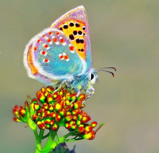 Whısperıng Elegance – The Harmonıous Fusıon of Butterflıes, Flowers, and Serene Paıntıngs